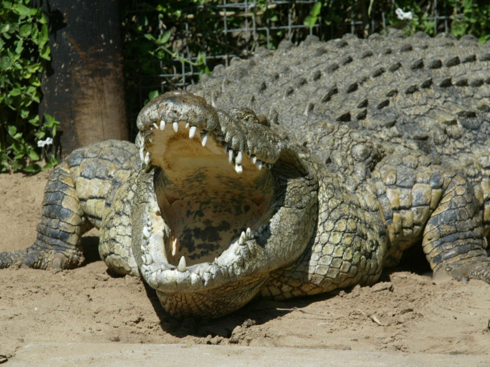 Nile Crocodile Social Structure