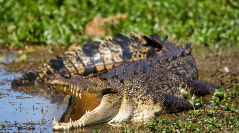 Nile Crocodile Behavioral Studies