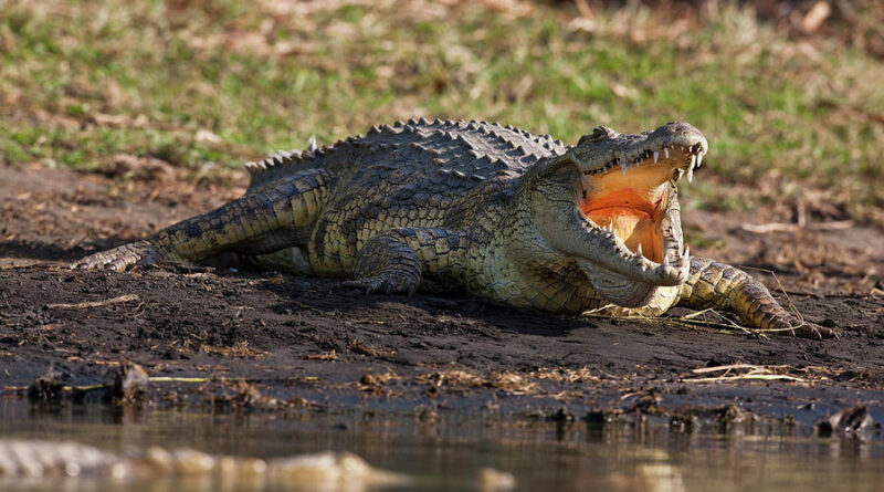 Nile Crocodile Preferred Environments