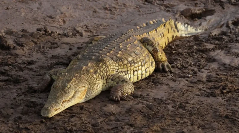 Nile Crocodile Population Decline