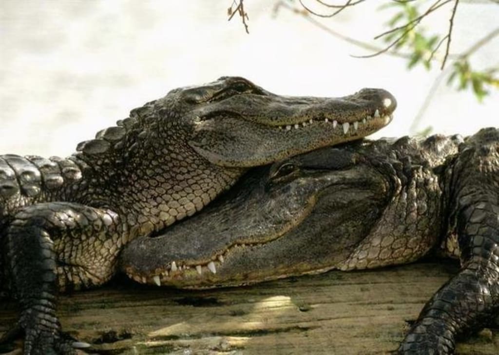 Nile Crocodile Mating Rituals