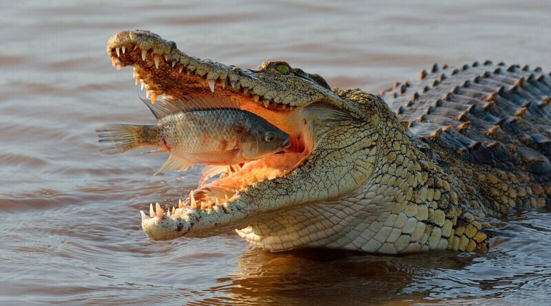 Nile Crocodile Fishing Techniques Mastering the Aquatic Hunt