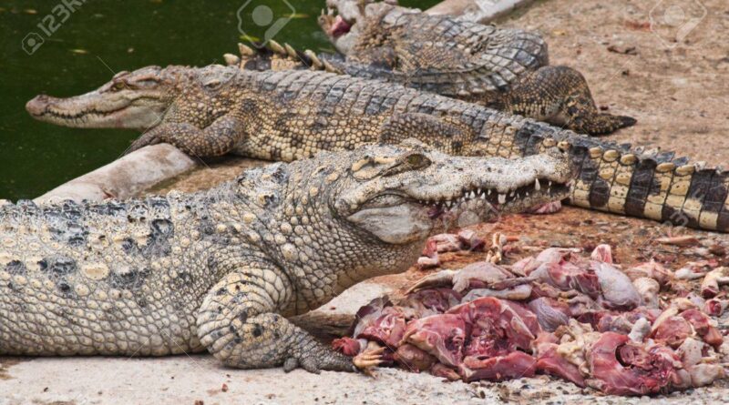 Nile Crocodile Food Sources