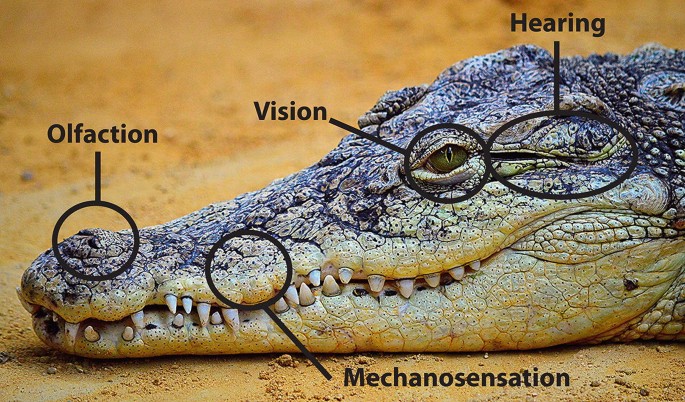 Nile Crocodile Sensory Organs Masters of Detection