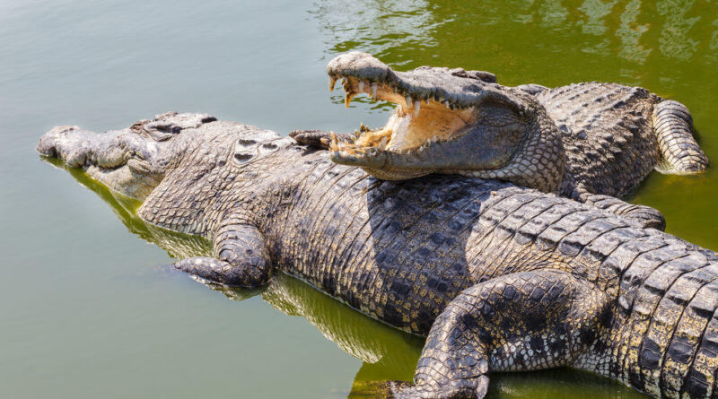 Nile Crocodile Reproductive Anatomy