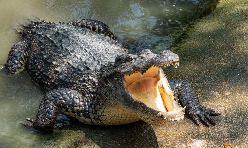 Nile crocodile basking habits