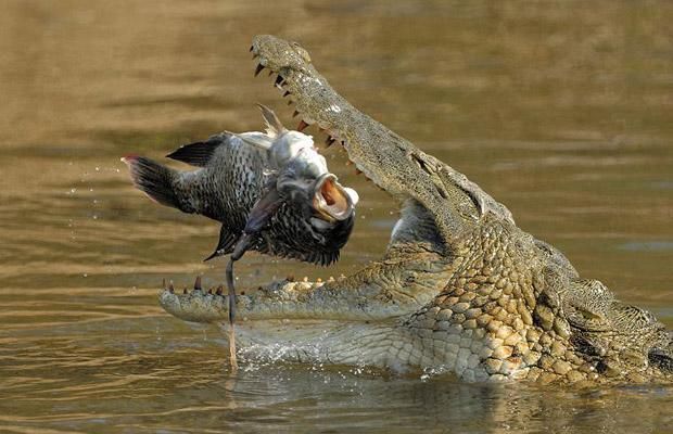 Nile Crocodile Carnivorous Diet