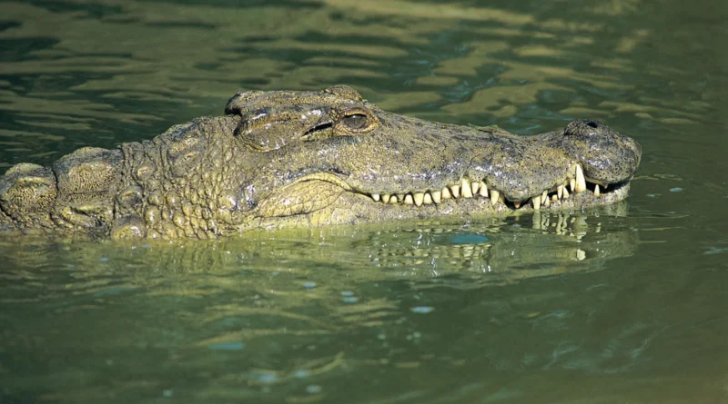 The Role of Nile Crocodiles in River Ecosystems