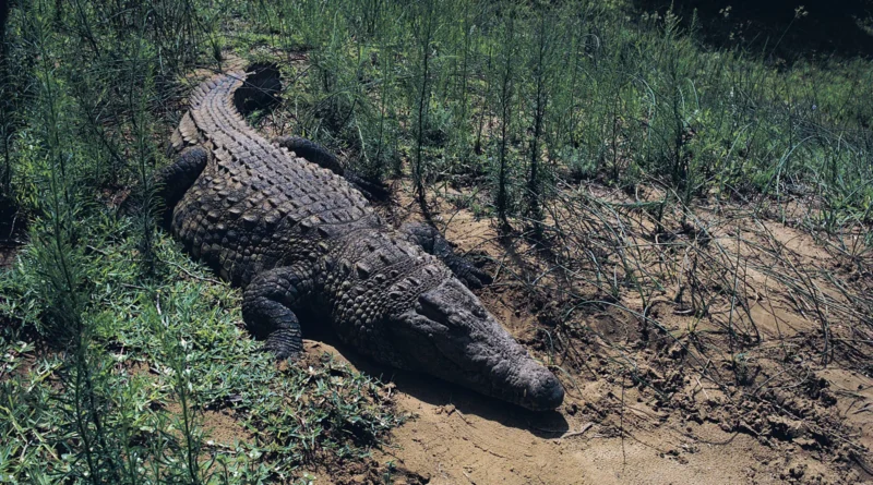 Nile Crocodile Conservation Programs