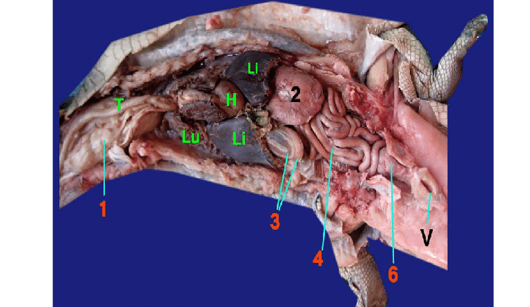 Nile Crocodile Digestive System