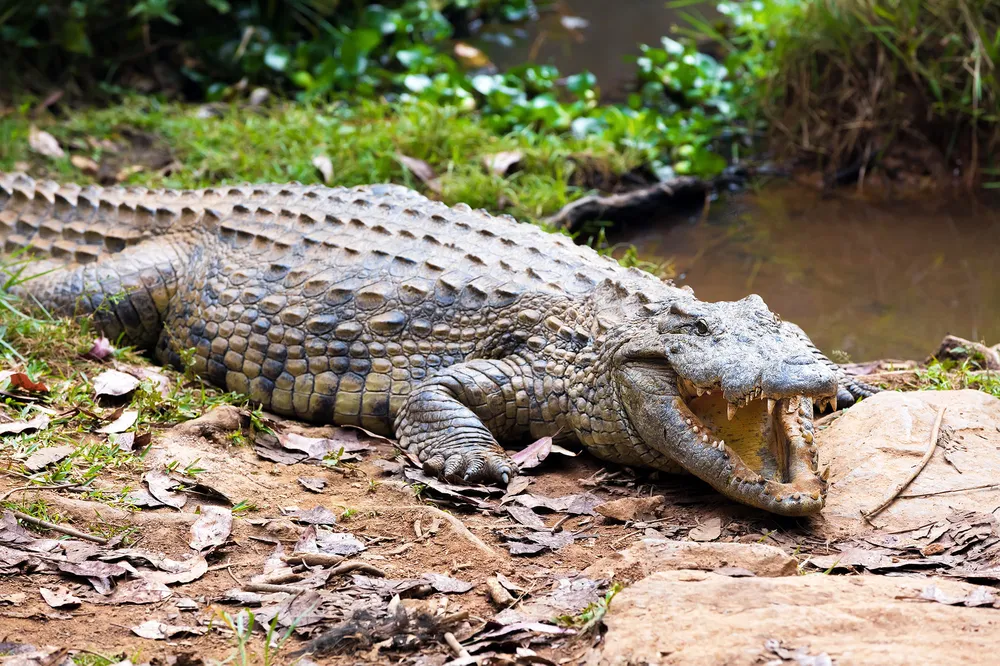 Nile Crocodile Territorial Behavior