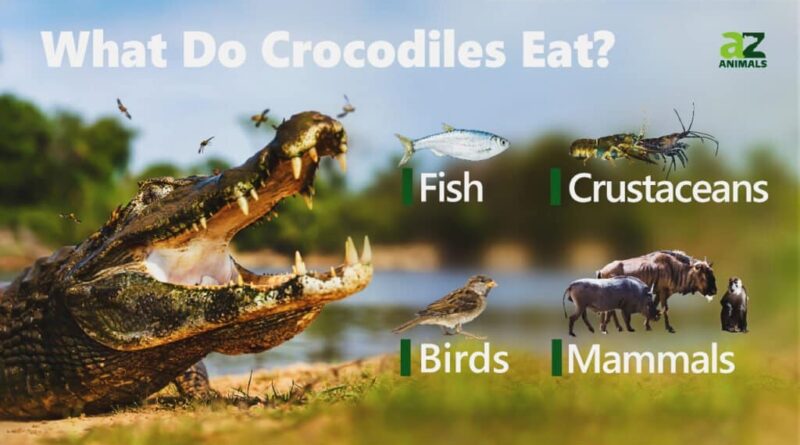 Nile Crocodile Diet Variations