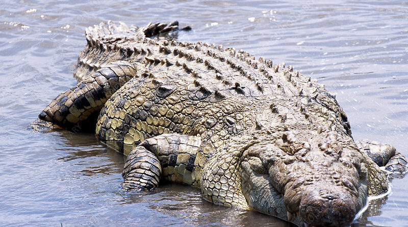 Nile Crocodile Threats to Survival