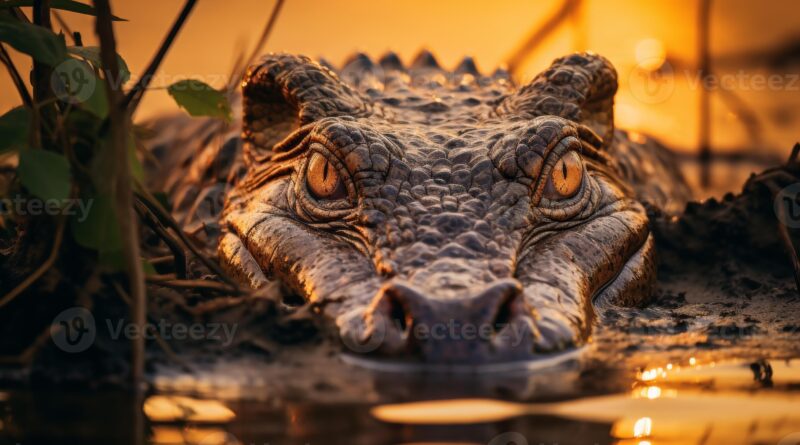 Nile Crocodile Natural Habitat