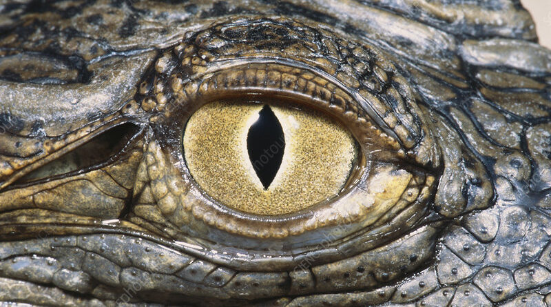 Nile Crocodile Eyesight Adaptations