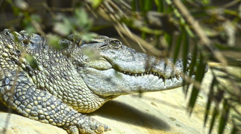 Nile Crocodile Conservation Awareness