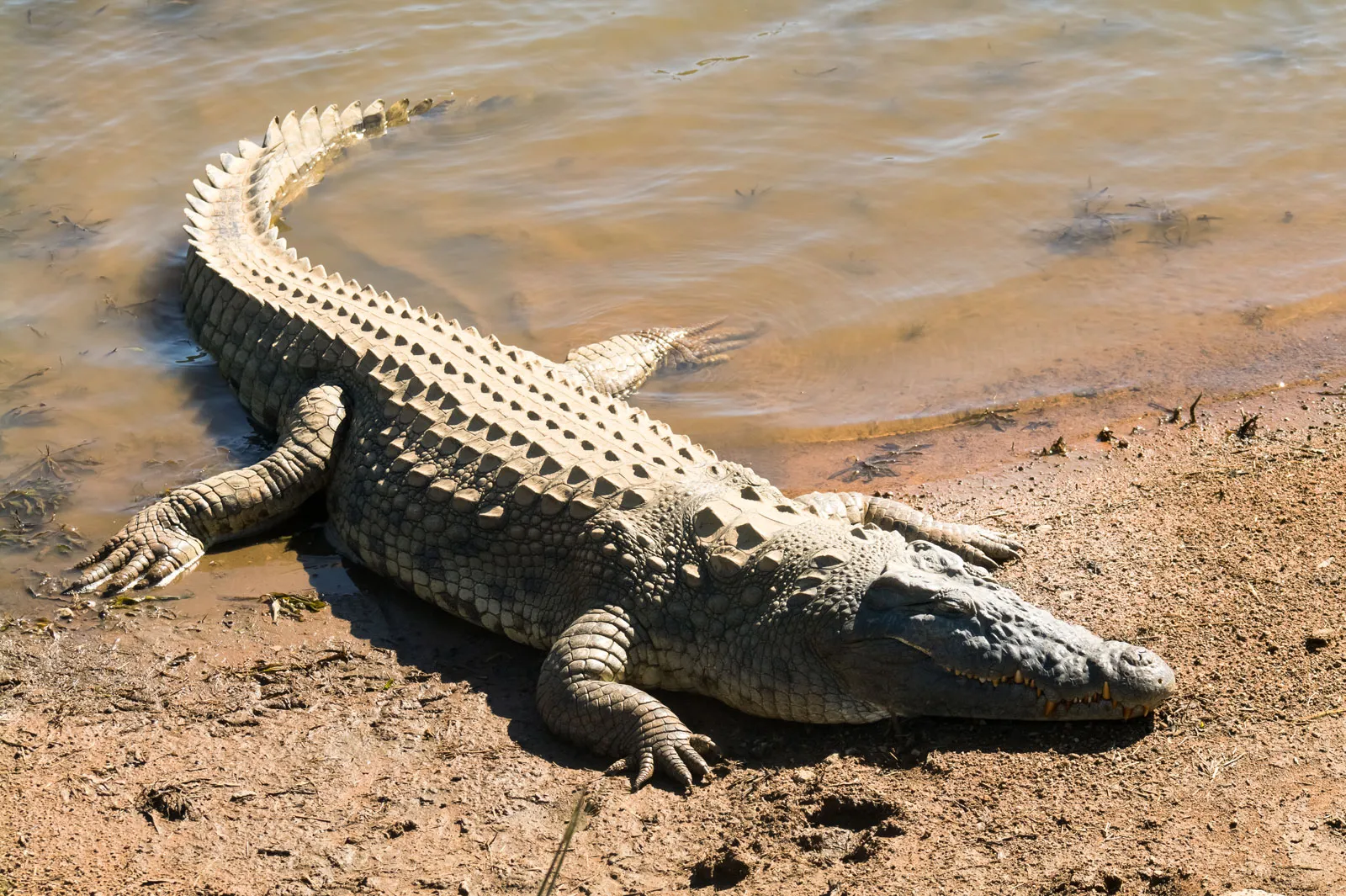 Nile Crocodile Conservation Status