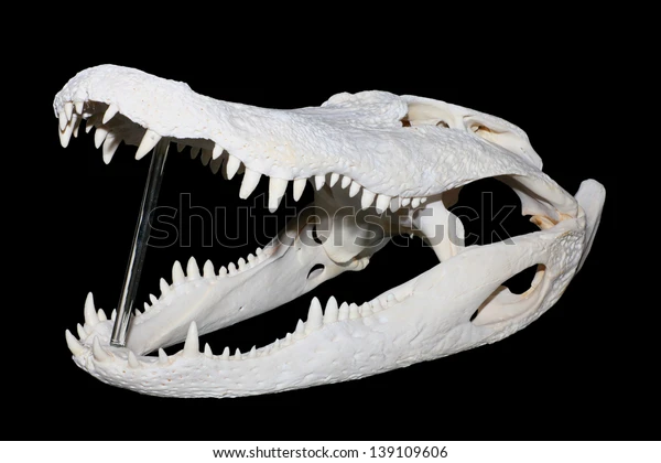 Nile Crocodile Jaw Structure