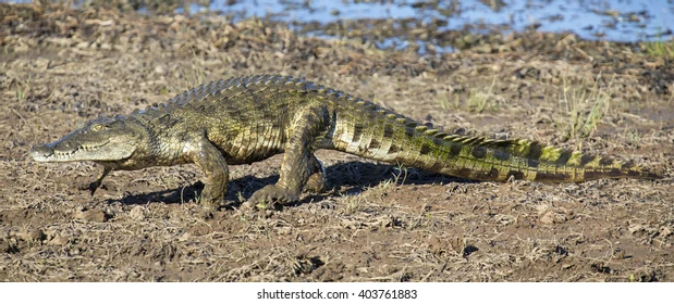 Nile Crocodile Legal Protection