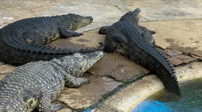 Nile Crocodile Breeding in Captivity