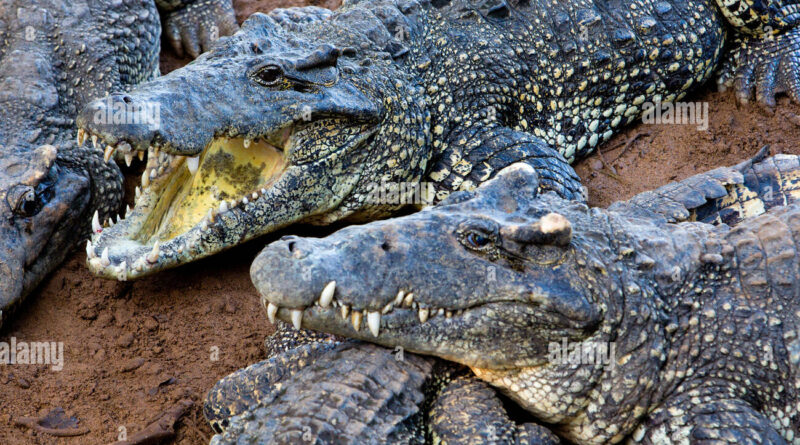 Nile Crocodile Food Web Role