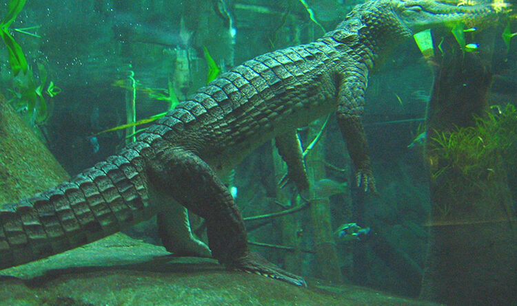 Nile Crocodile in Freshwater Habitats