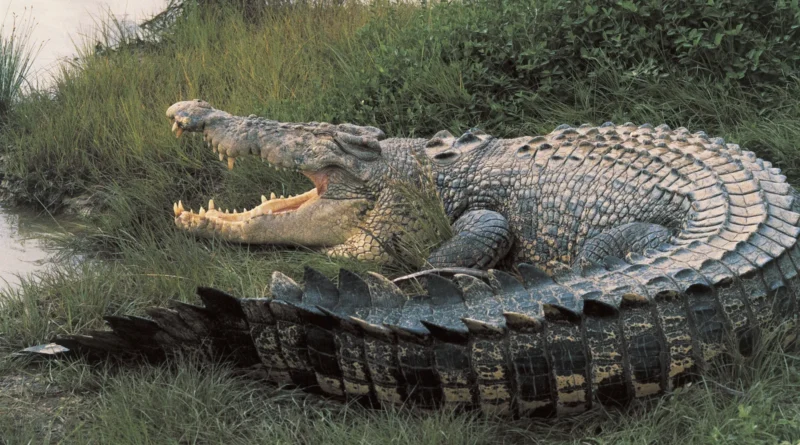 Nile Crocodile Endangered Species