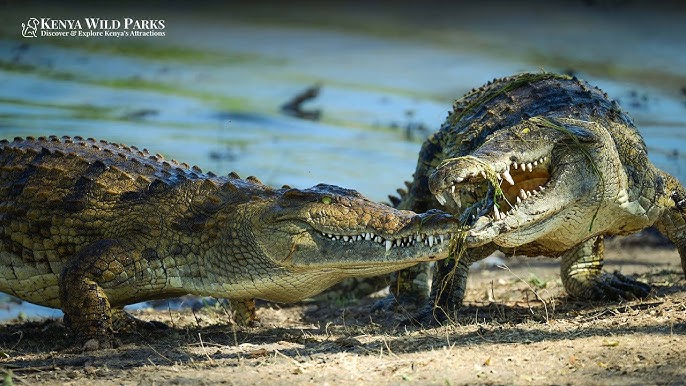 Nile Crocodile Invertebrate Diet