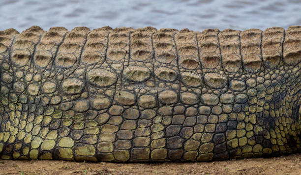 Nile Crocodile Skin Texture