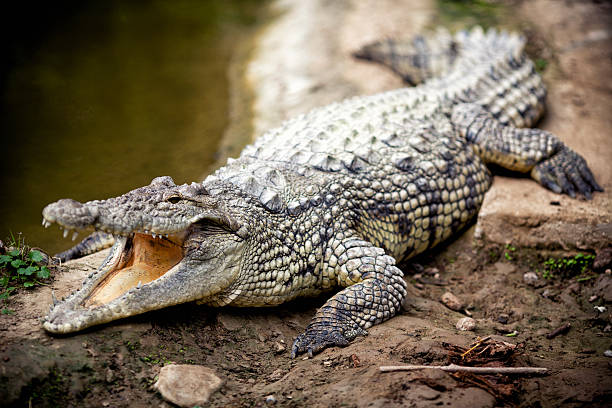 Nile Crocodile Communication Methods