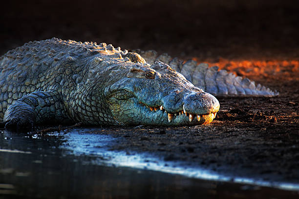 Nile Crocodile Habitat Destruction