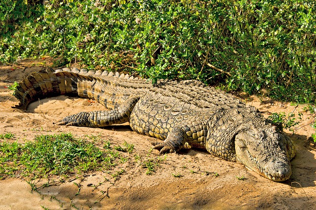 Nile Crocodile Habitat Protection Efforts