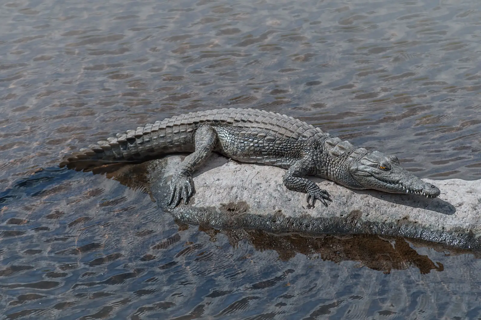 Nile Crocodile Swimming Behaviors