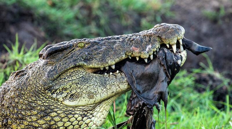 Nile Crocodile Eating Behavior