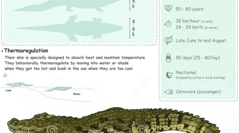 Nile Crocodile Physical Characteristics