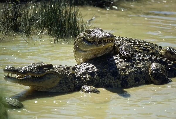 Nile Crocodile Breeding Grounds