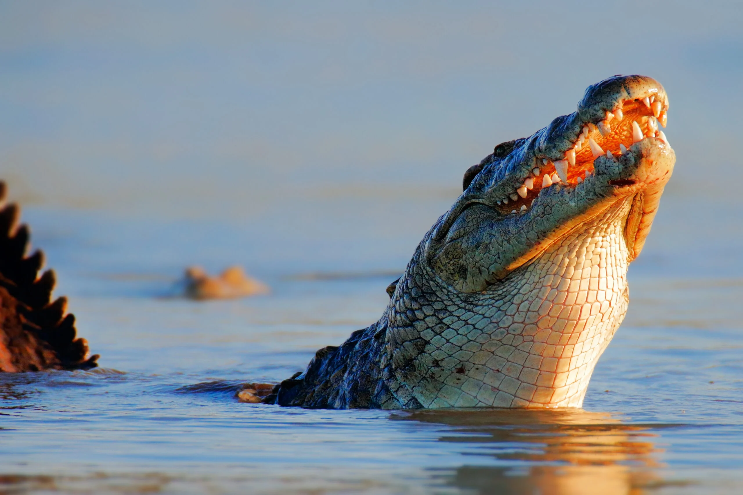 Nile Crocodile Ambush Tactics