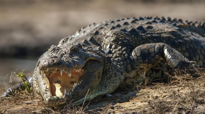 Nile Crocodile Habitat Adaptation