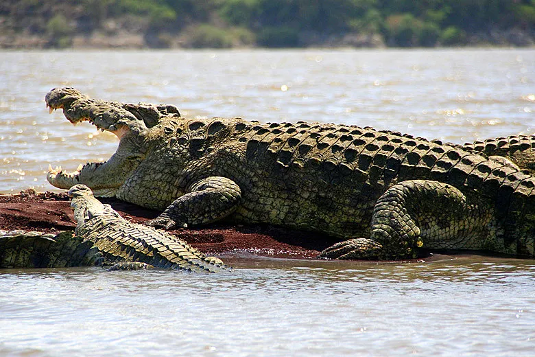 Nile Crocodile Seasonal Behaviors