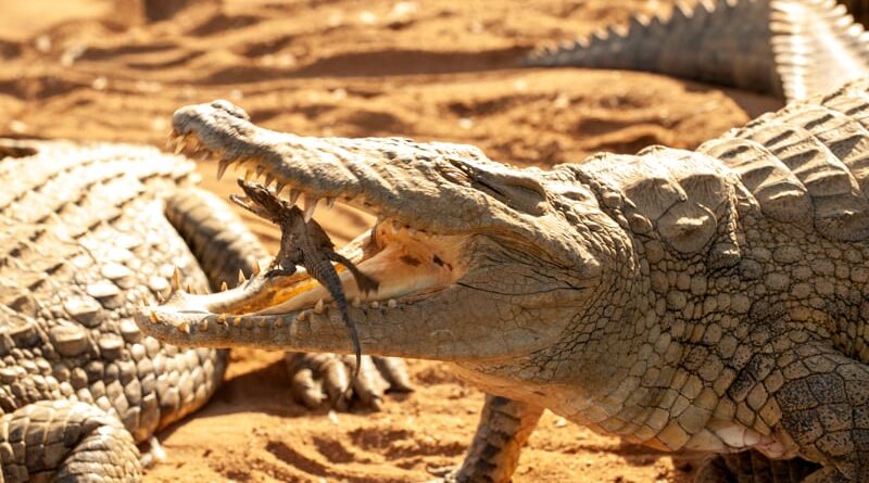 Nile Crocodile Ambush Feeding