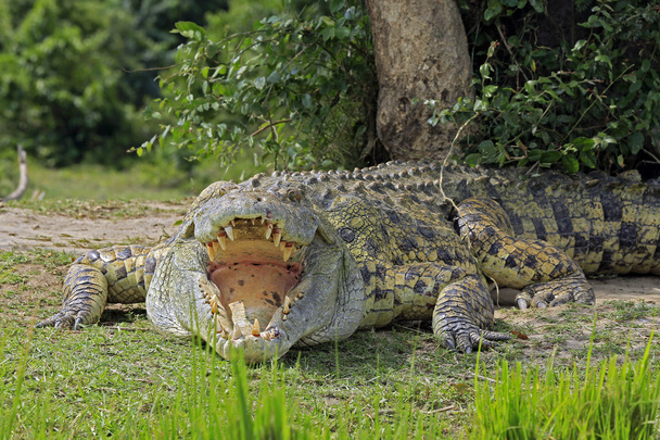 Nile Crocodile Scales and Armor