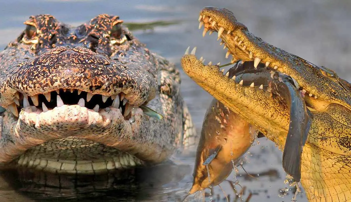 How Nile Crocodile Diet Changes Based on Habitat