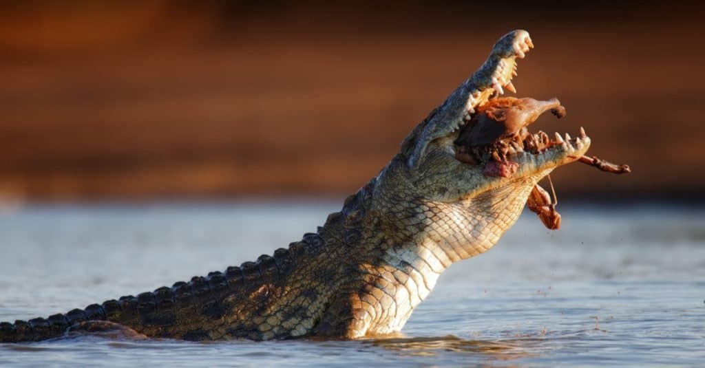 Feeding Frequency of Nile Crocodiles in the Wild